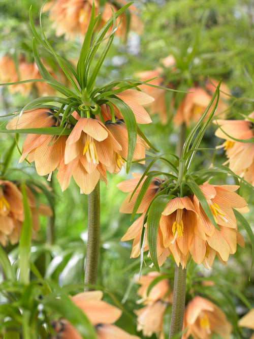 Fritillaria Early Fantasy