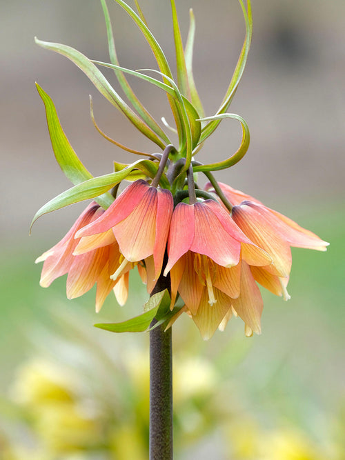 Fritillaria Early Fantasy