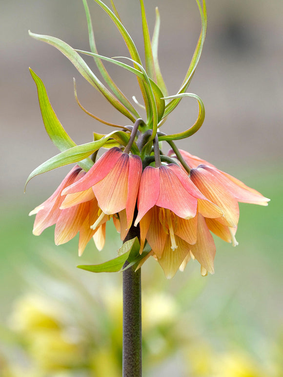 Fritillaria Early Fantasy