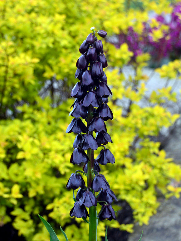 Dunkle Fritillaria Blüten im Garten
