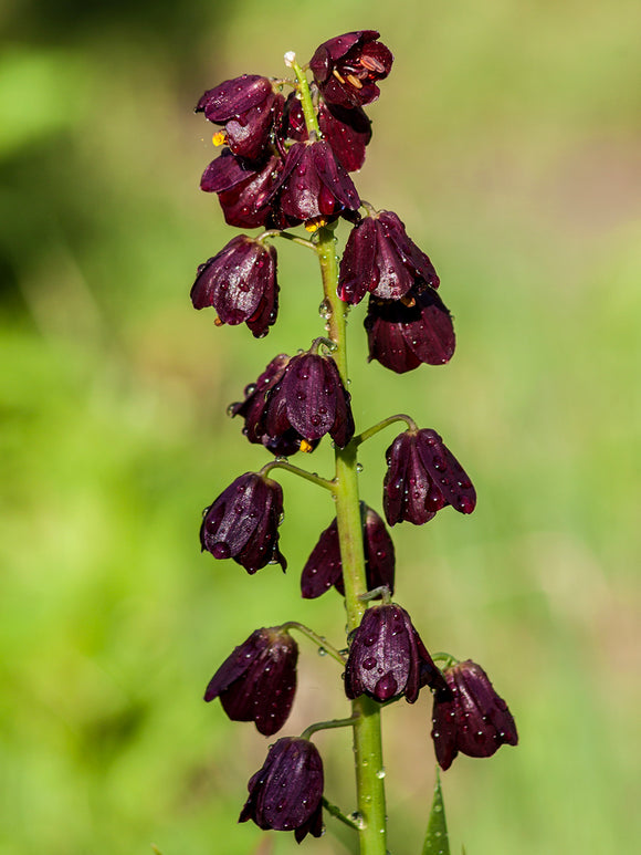 Glockenblumen Fritillaria Purple Dynamite