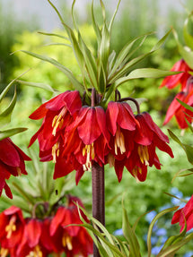 Fritillaria Red Beauty