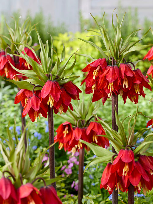 Fritillaria Red Beauty