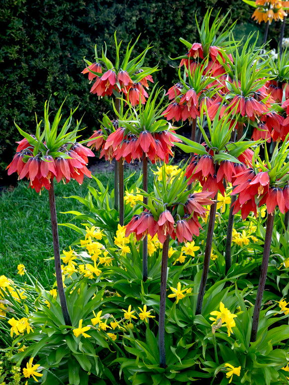 Fritillaria Red Beauty