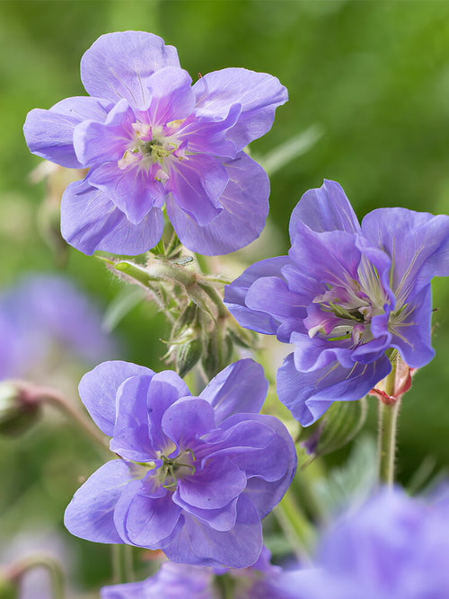 Kaufen Geranie Azure Skies (Storschnabel)