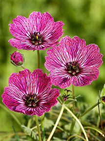 Geranie Jolly Jewel Lilac (Storchschnabel)