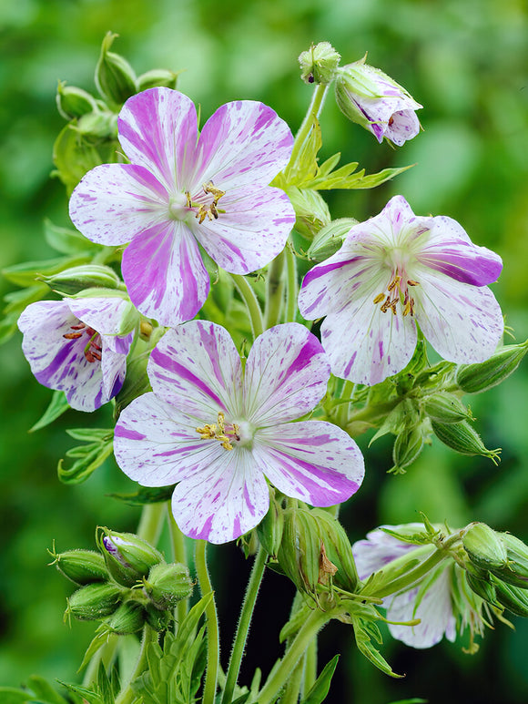 Kaufen Geranie Splish Splash (Storchschnabel) | DutchGrown™