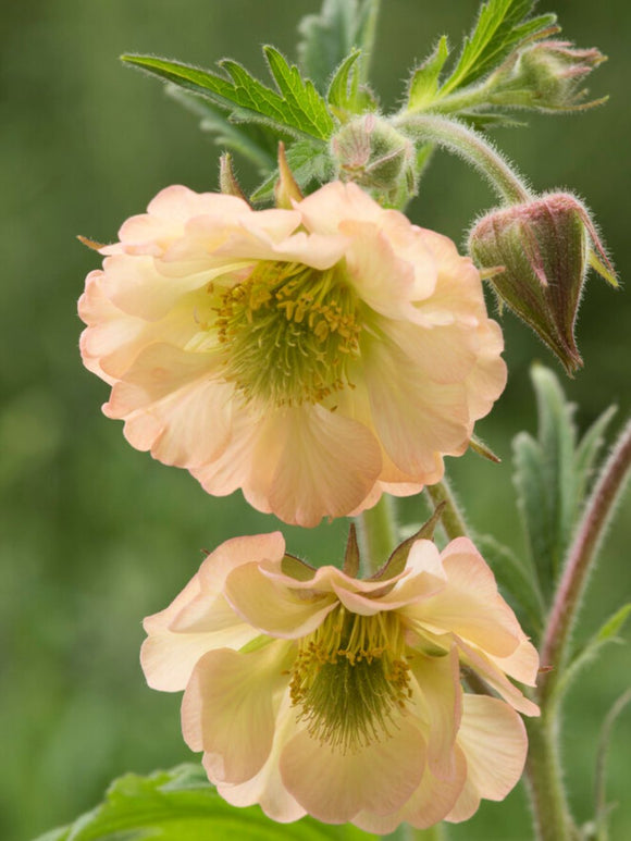 Nelkenwurz Apricot Pearl (Geum) Wurzelnackte Pflanzen