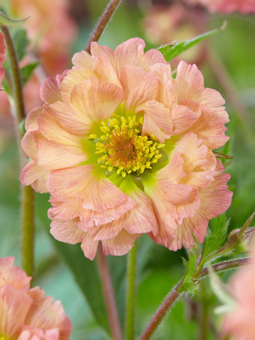 Nelkenwurz Mai Tai (Geum) Wurzelnackte Pflanzen 