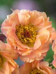 Nelkenwurz Mai Tai (Geum)