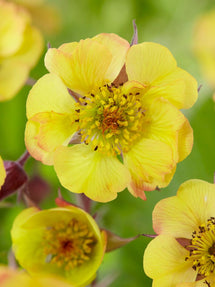 Nelkenwurz Tequila Sunrise (Geum)