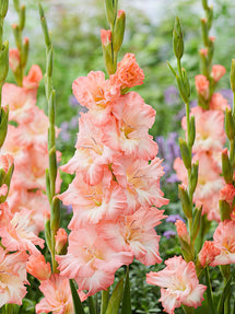 Gladiole Monte Gordo