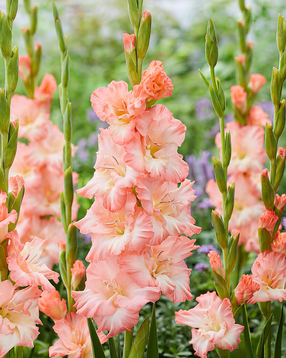 Gladiole Monte Gordo, kaufen bestellen