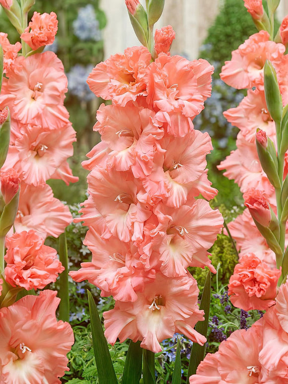 Gladiole Blushed Look