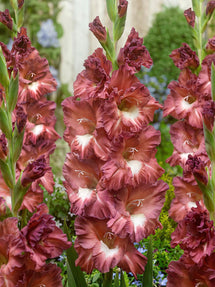 Gladiole Cappucino