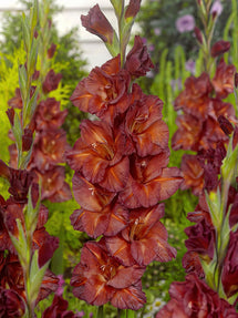 Gladiole Chocolate