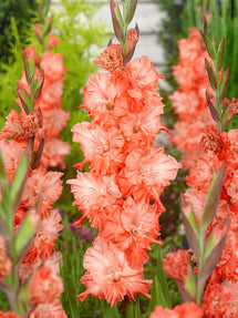 Gladiole Coral Crush