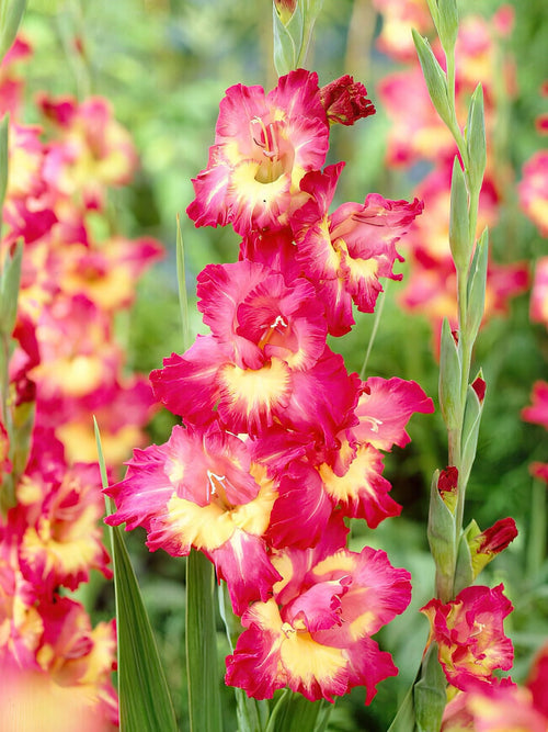 Gladiole Far West, kaufen bestellen