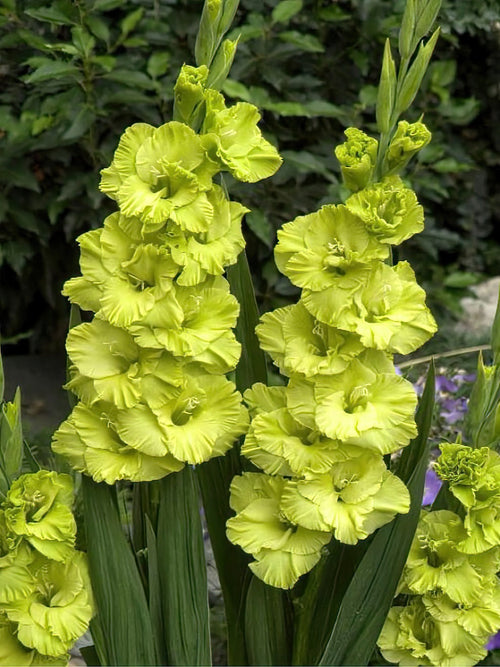 Gladiole Green Star, kaufen bestellen