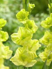 Gladiole Green Star