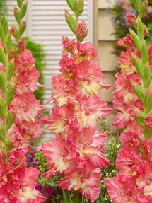 Gladiole Mango Muse