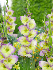 Gladiole Moonlight Shadow