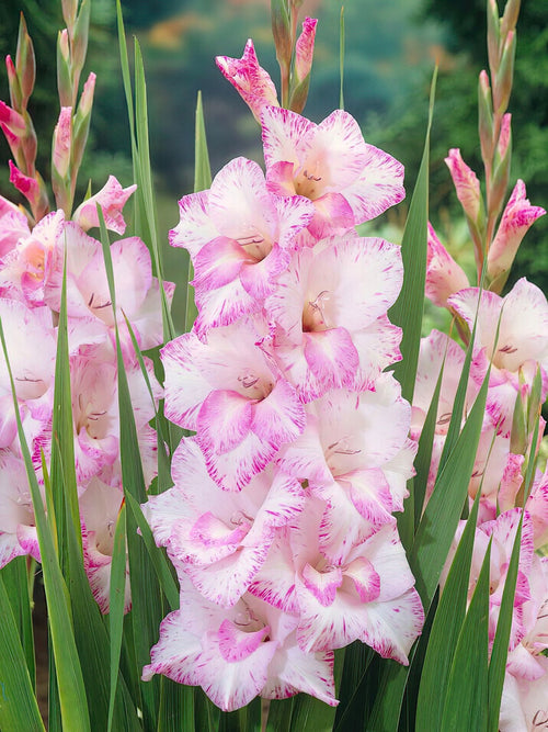 Gladiole My Love, kaufen bestellen