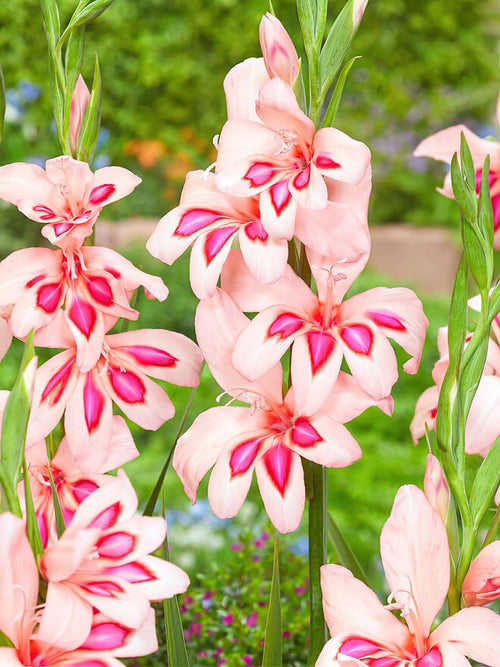 Gladiole Nanus Impressive, kaufen bestellen