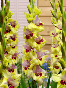 Gladiole Oracle