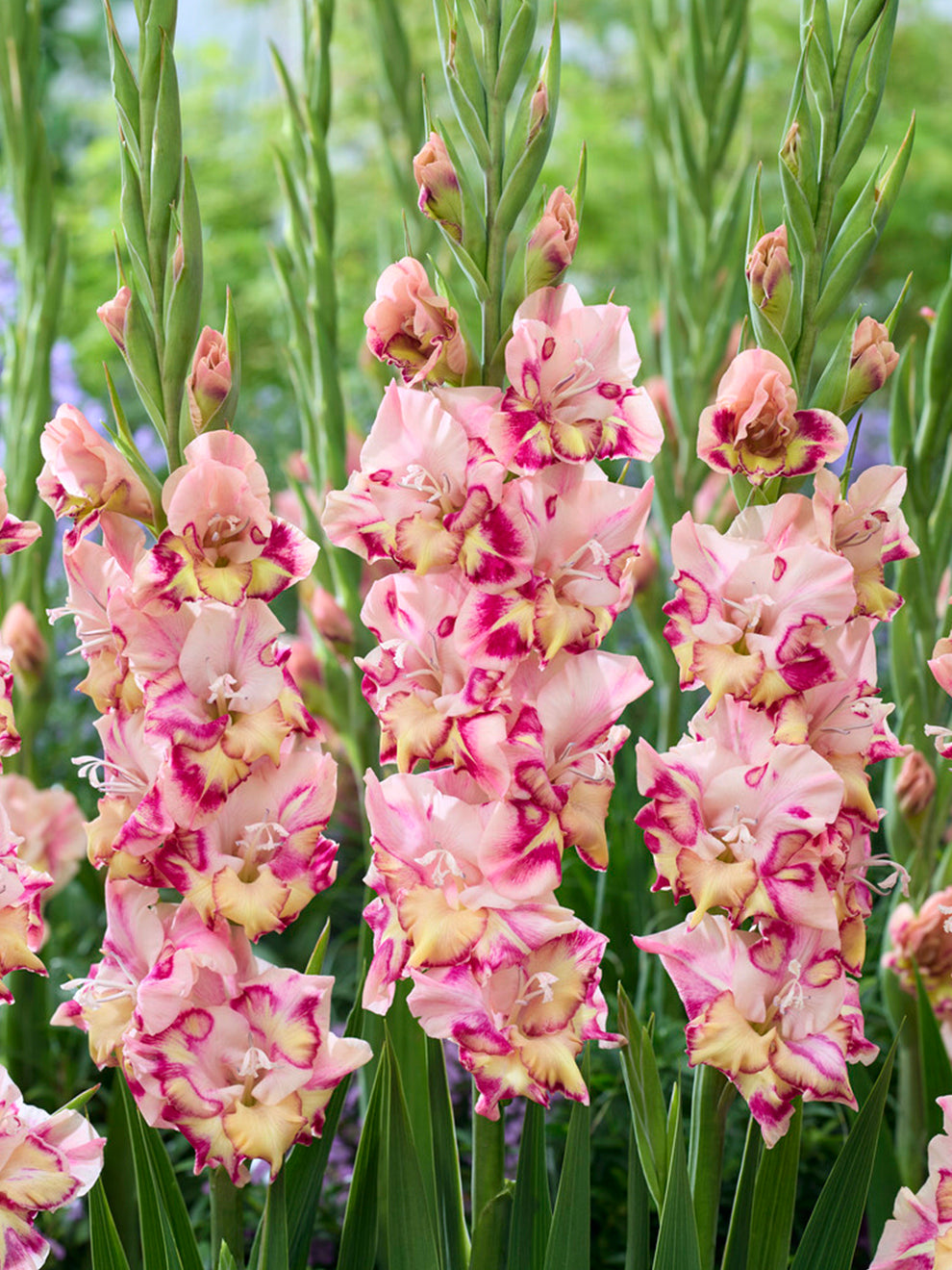 Gladiole Quepo