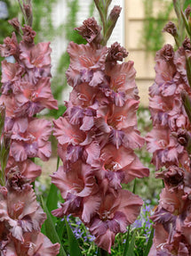 Gladiole Rusty Chestnut