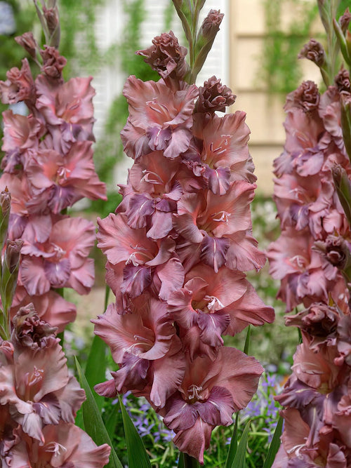 Gladiole Rusty Chestnut, kaufen bestellen