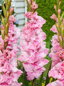 Gladiole Soft Innocence