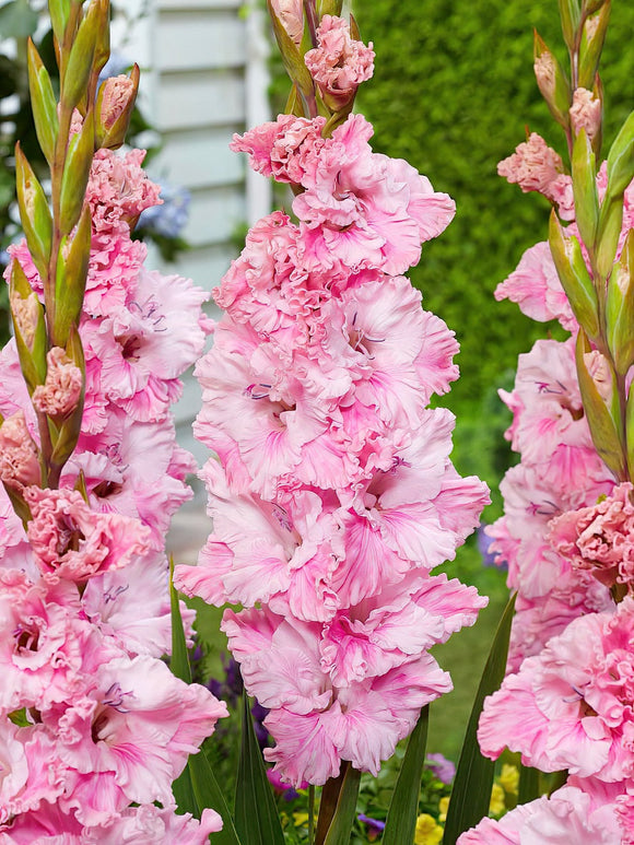 Gladiole Soft Innocence, kaufen bestellen