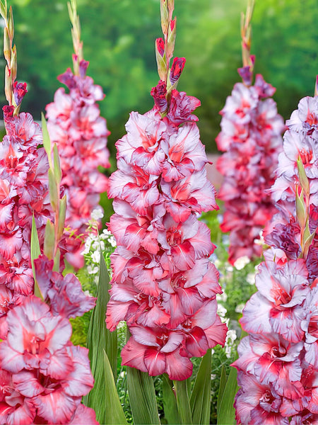 Gladiole Teds Trumpet | Online kaufen & bestellen