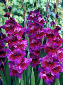 Gladiole Velvet Eyes