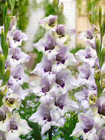 Gladiole Verax