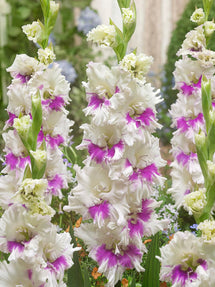 Gladiole Violet Heart