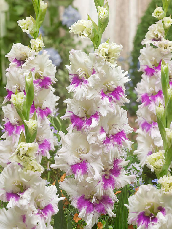 Kaufen Gladiole Violet Heart - kaufen bestellen