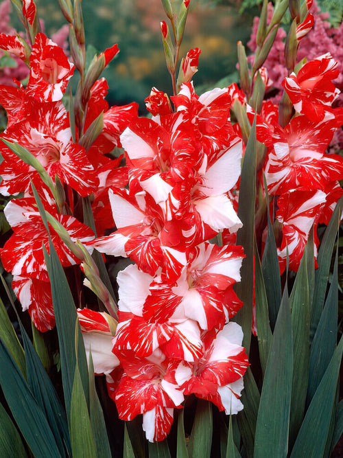 Gladiole Zizanie