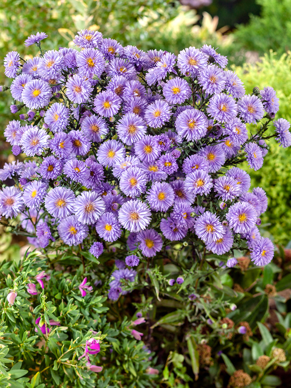 Glattblatt Aster Novi belgii Marie Ballard Online Bestellen glattblatt-aster-novi-belgii-marie-ballard-online-bestellen