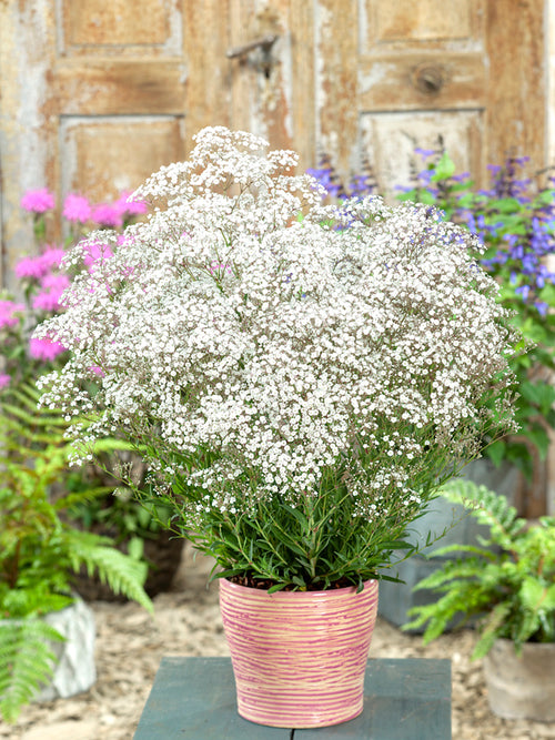 Gypsophila paniculata White (Gipskräuter)