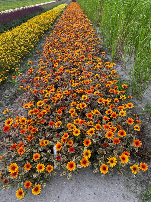 Heliopsis Orange Marble (Süßes Glattes Sonnenauge)