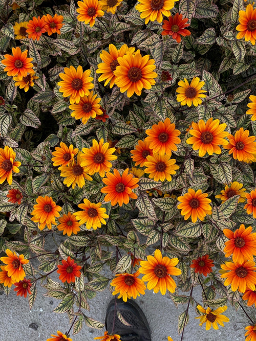 Heliopsis Orange Marble (Süßes Glattes Sonnenauge)