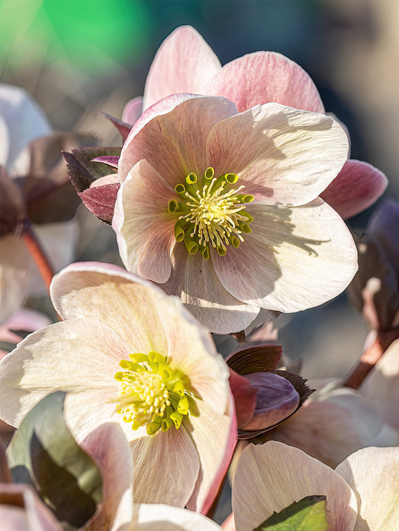 Helleborus Apricot Beauty