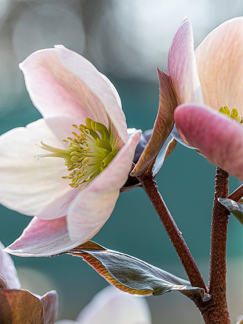 Kaufen Helleborus Apricot Beauty