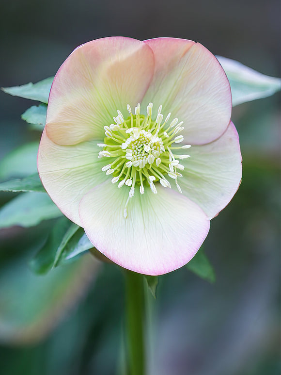 Helleborus Apricot Beauty Bestellen