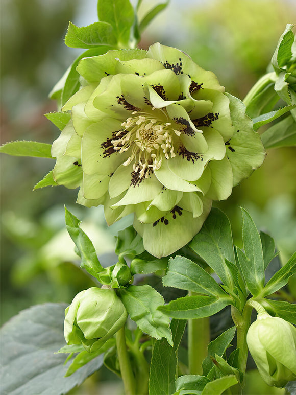 Helleborus Double Ellen Green