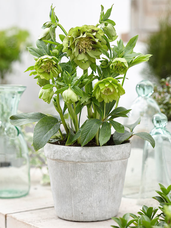 Kaufen Helleborus Double Ellen Green