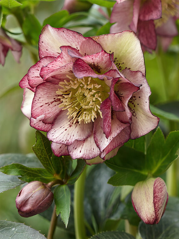 Helleborus Double Ellen Picotee | DutchGrown™